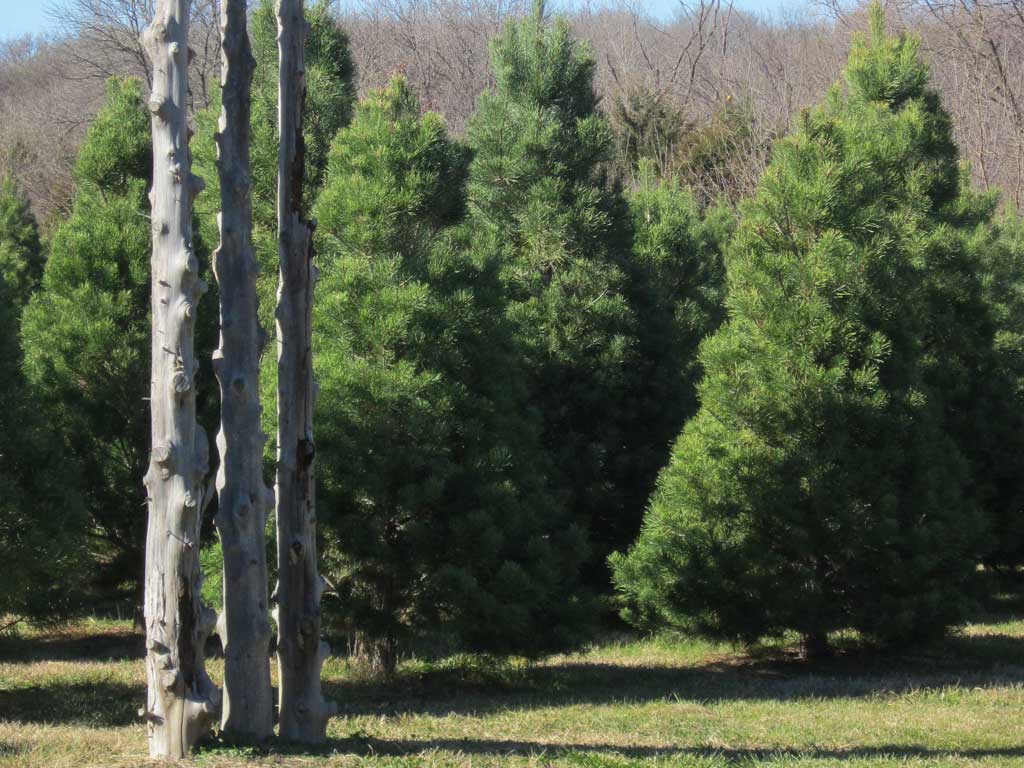 Potted Trees