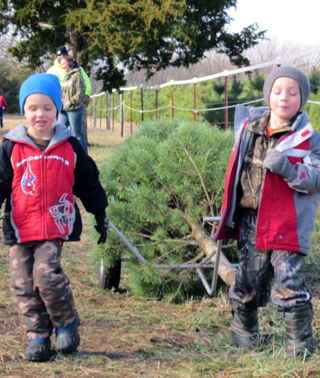 Kids Bringing In A Christmas Tree